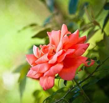 在线短信电话轰炸机