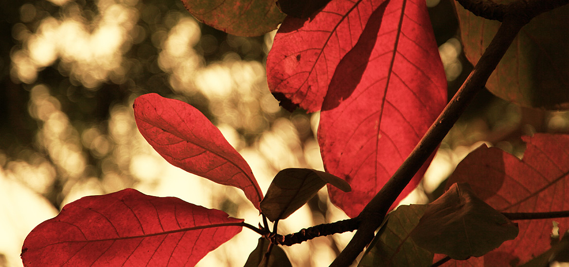 在线手机号轰炸软件